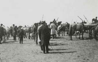 Продажа лошадей. Юзовка, 1912 г.